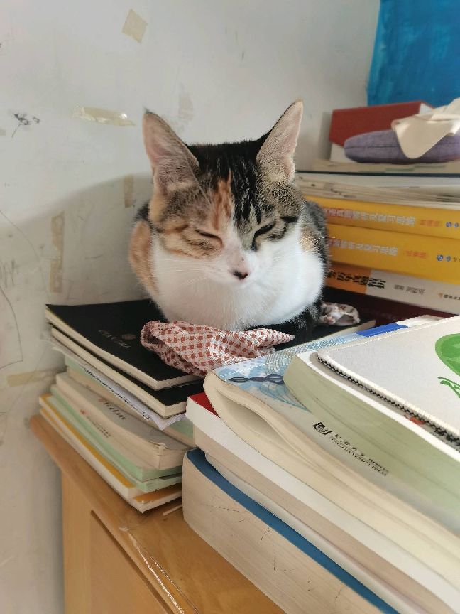 猫图片|宠物猫|猫咪|