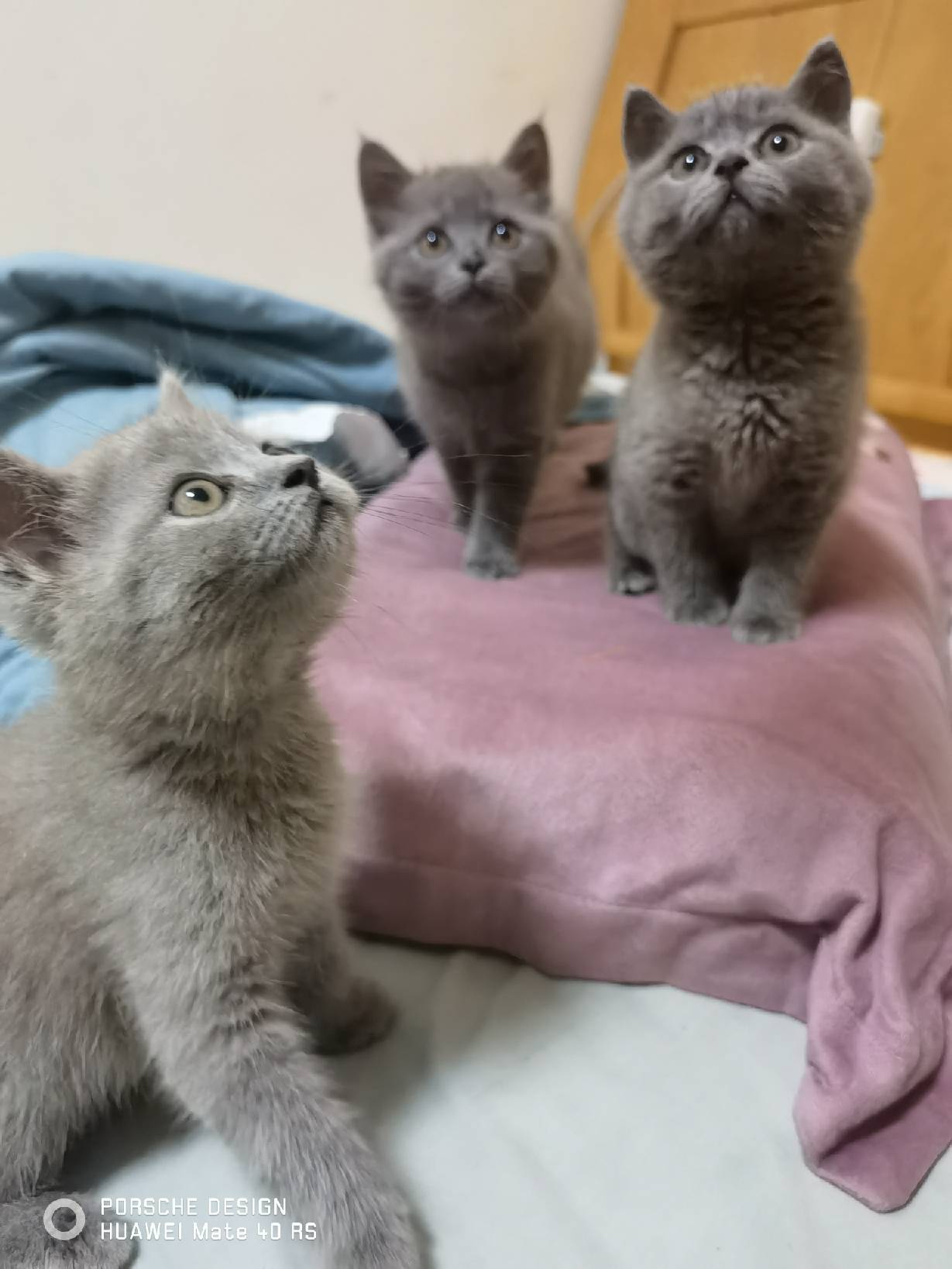 猫图片|宠物猫|猫咪|