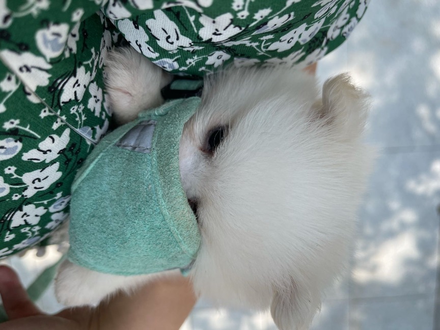 猫图片|宠物猫|猫咪|