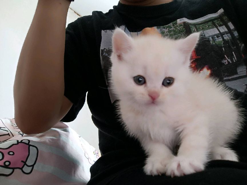 猫图片|宠物猫|猫咪|