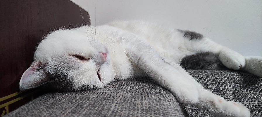 猫图片|宠物猫|猫咪|