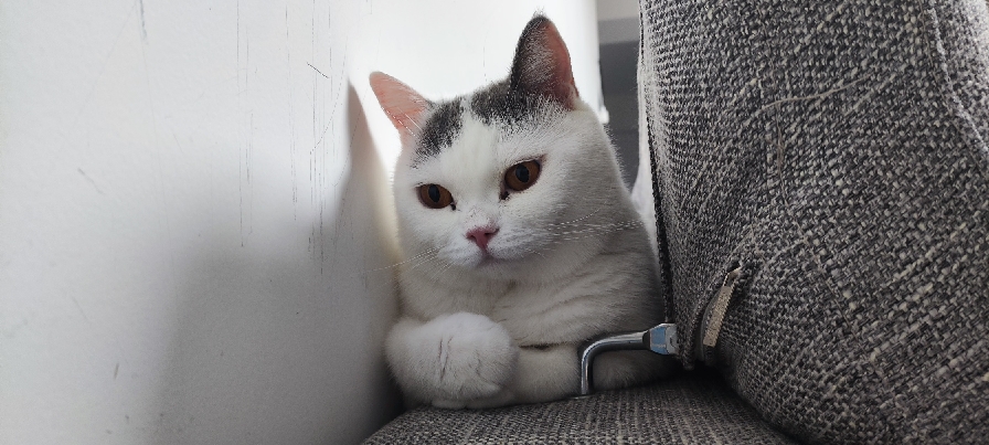 猫图片|宠物猫|猫咪|