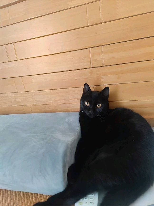 猫图片|宠物猫|猫咪|