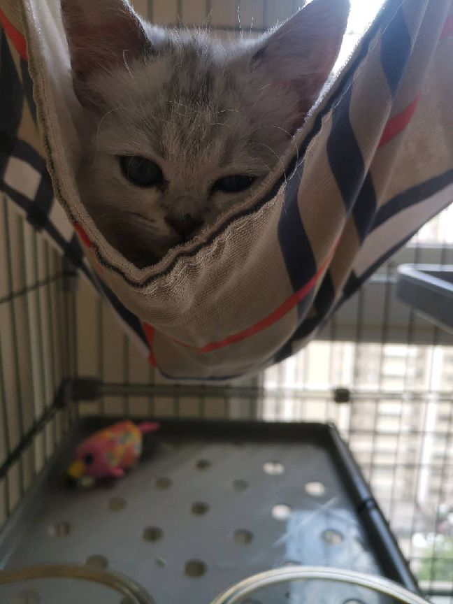 猫图片|宠物猫|猫咪|