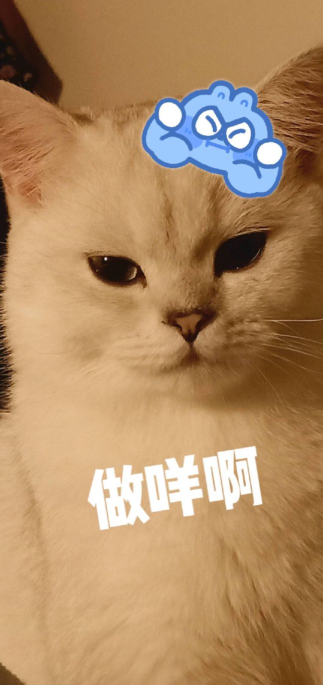 猫图片|宠物猫|猫咪|