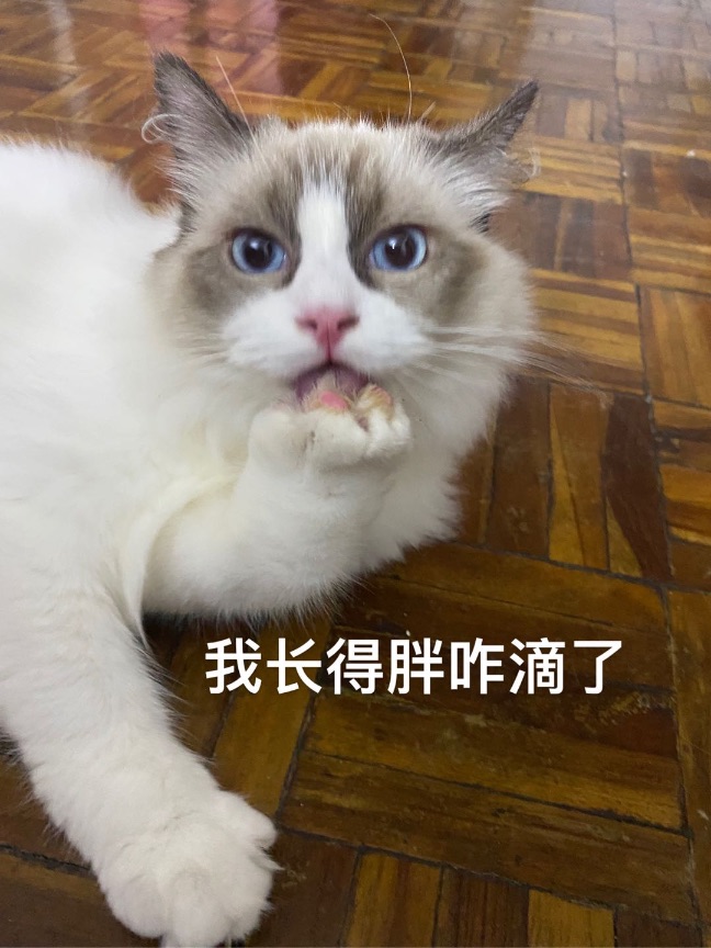 猫图片|宠物猫|猫咪|