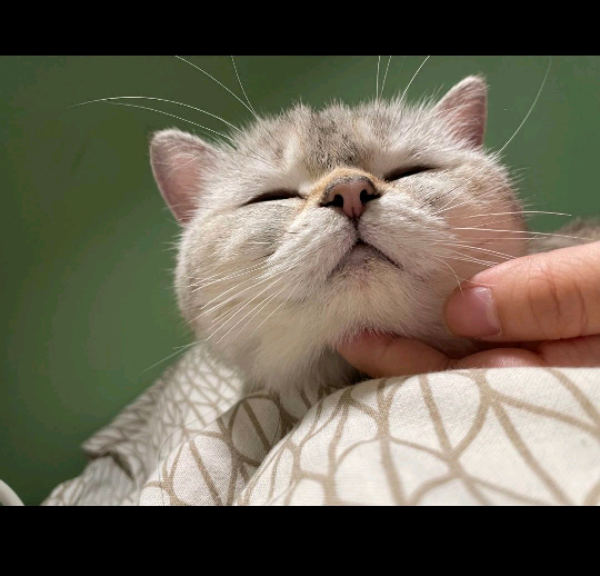 猫图片|宠物猫|猫咪|