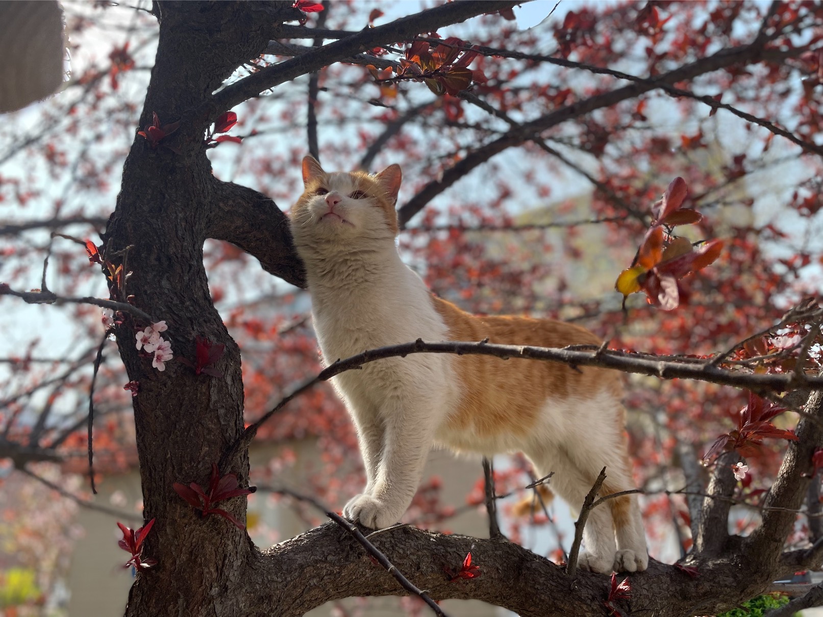 猫图片|宠物猫|猫咪|