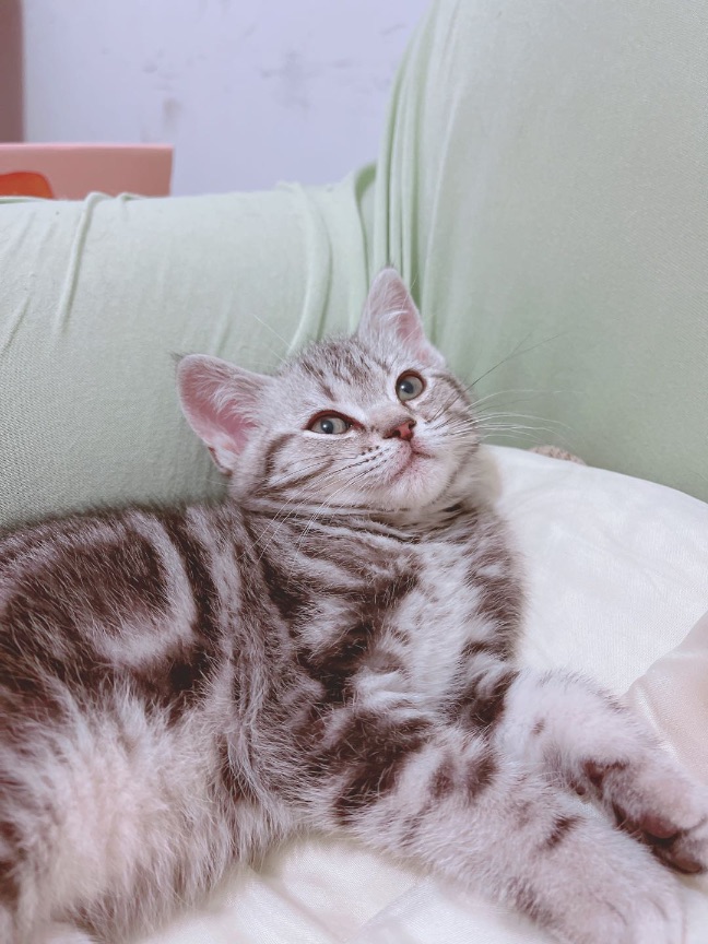 猫图片|宠物猫|猫咪|