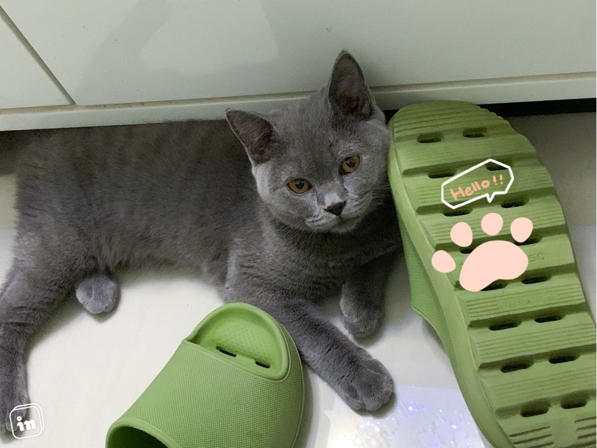 猫图片|宠物猫|猫咪|