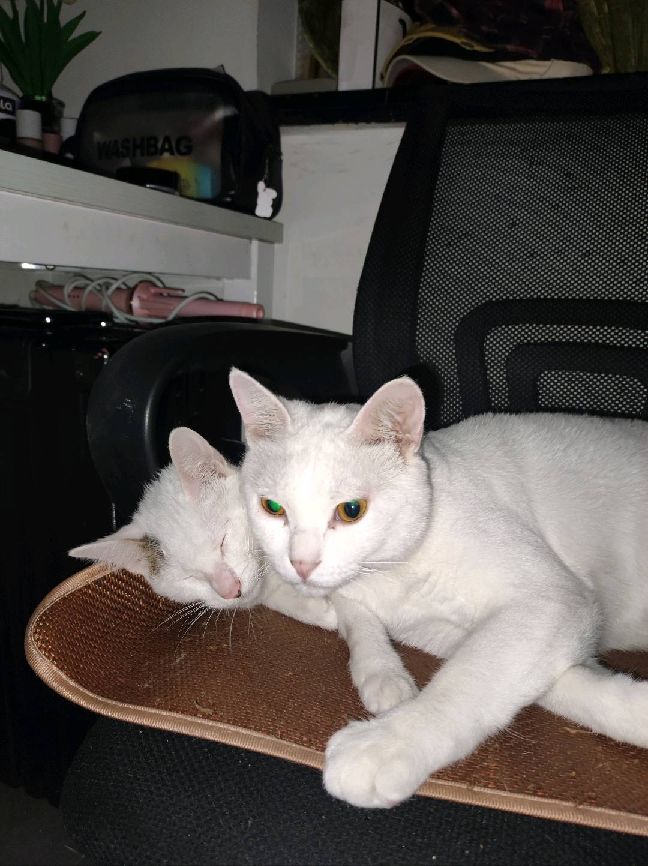 猫图片|宠物猫|猫咪|