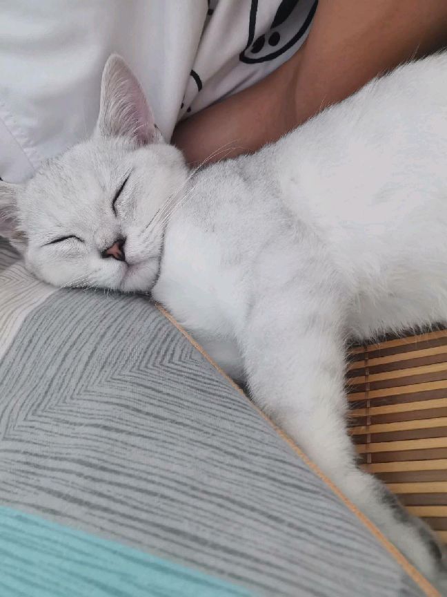 猫图片|宠物猫|猫咪|