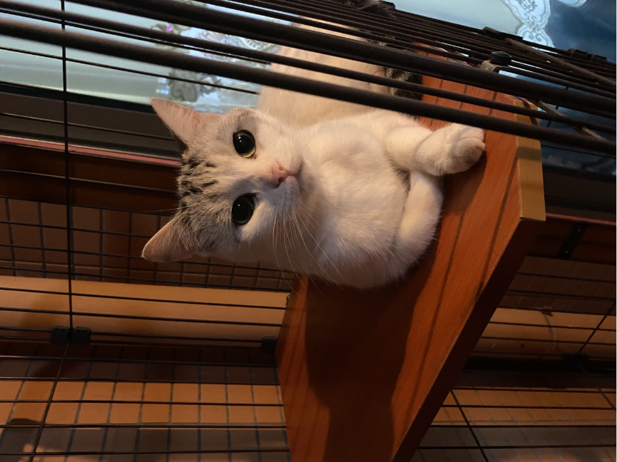 猫图片|宠物猫|猫咪|