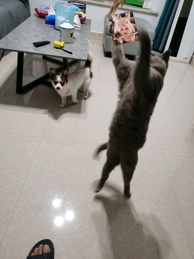 猫图片|宠物猫|猫咪|