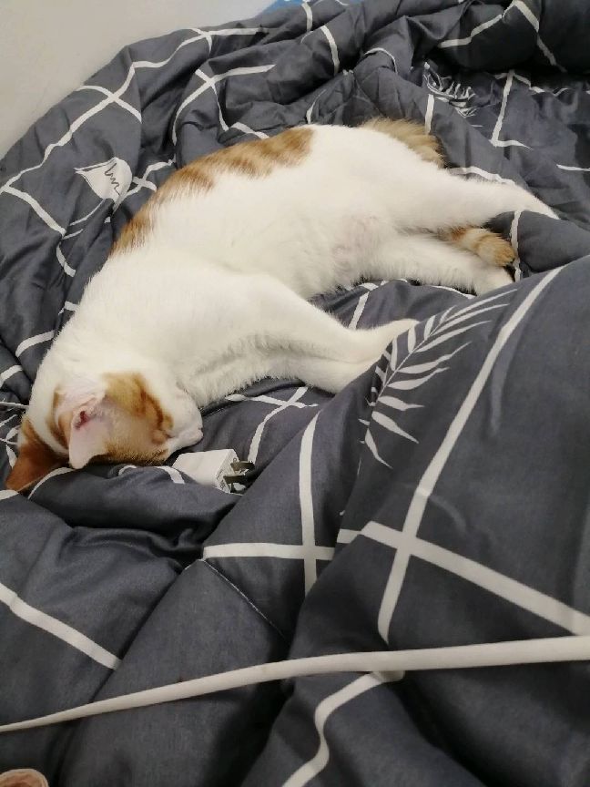 猫图片|宠物猫|猫咪|