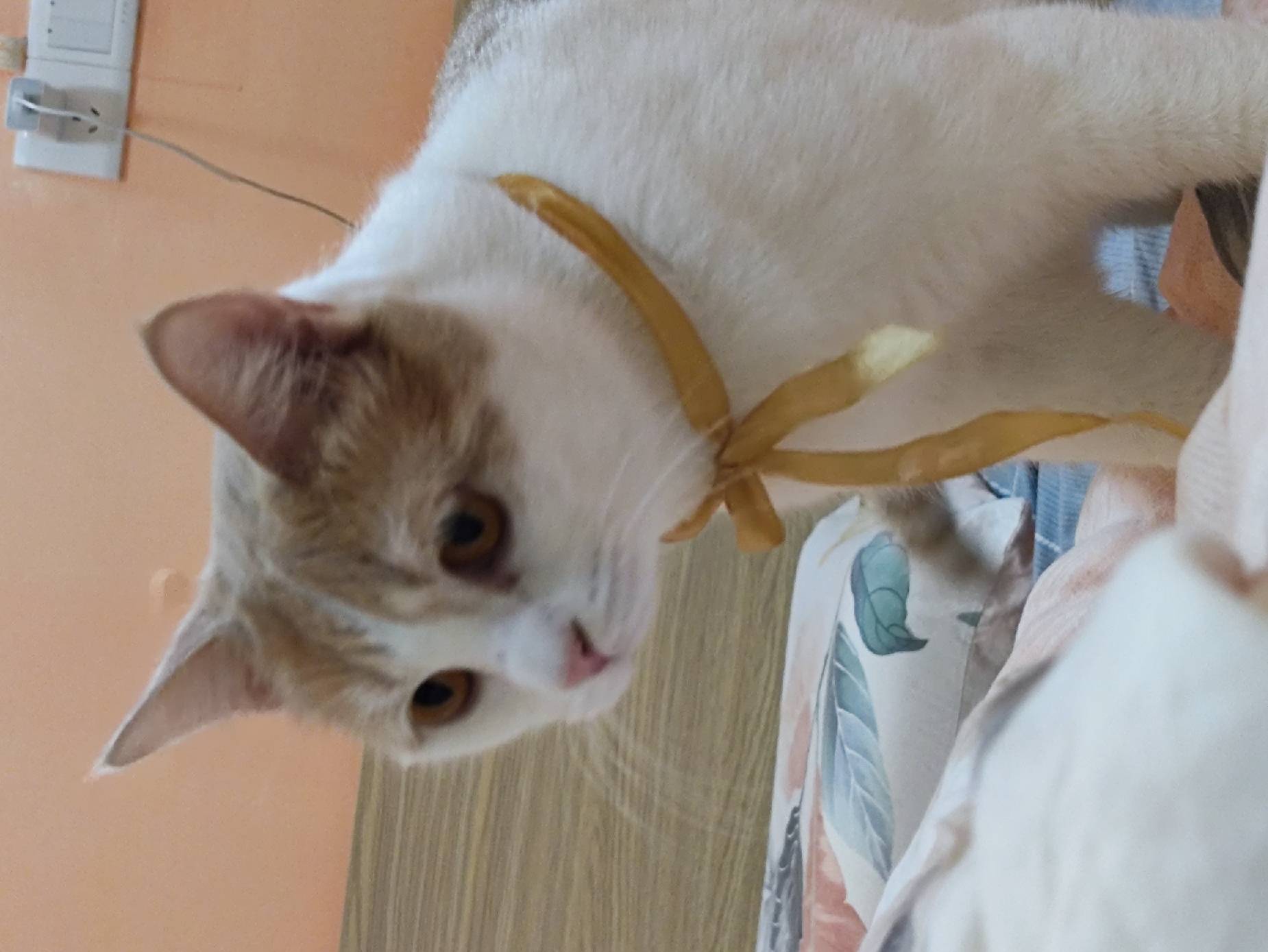 猫图片|宠物猫|猫咪|