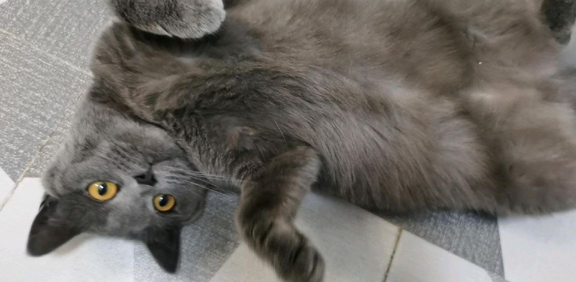 猫图片|宠物猫|猫咪|