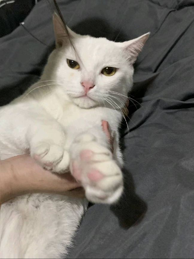 猫图片|宠物猫|猫咪|