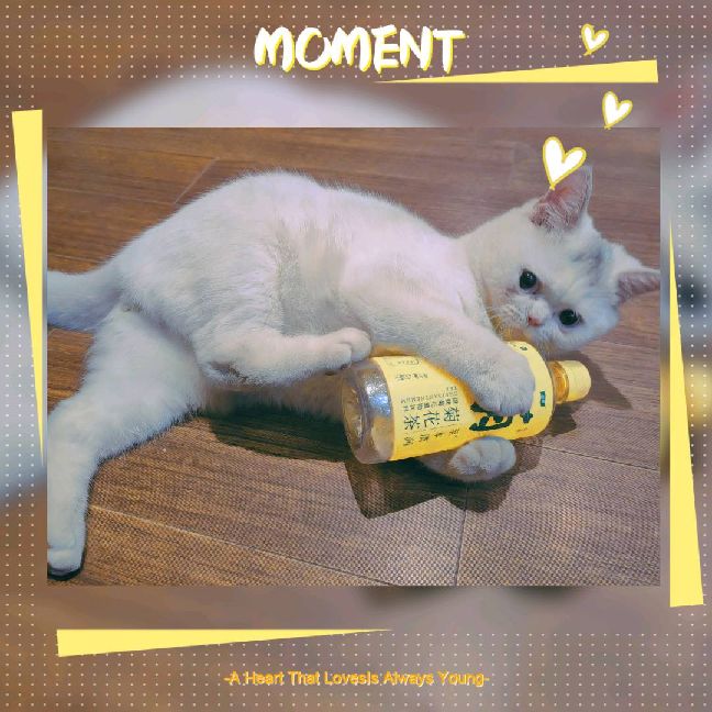 猫图片|宠物猫|猫咪|