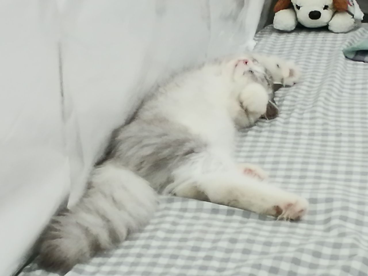 猫图片|宠物猫|猫咪|