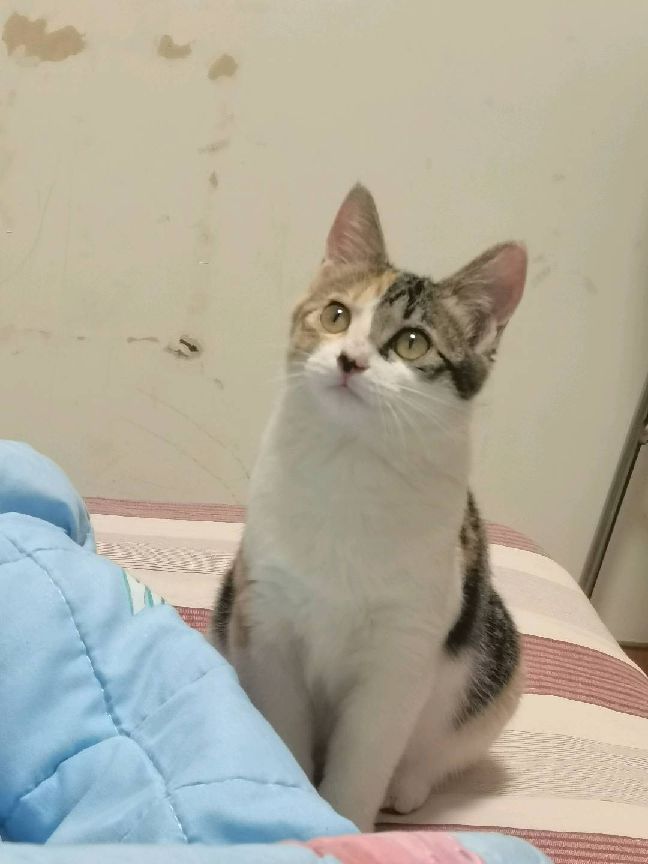 猫图片|宠物猫|猫咪|