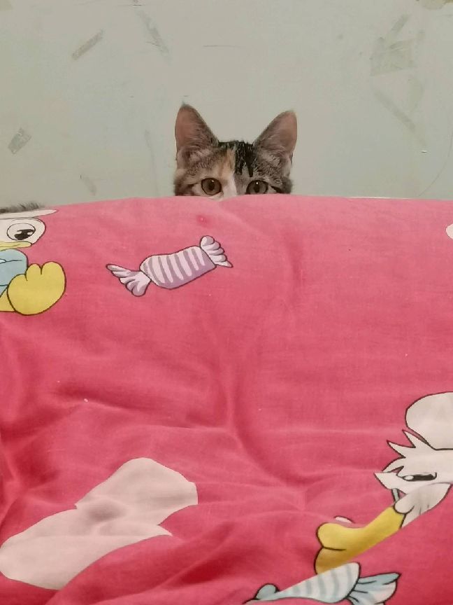 猫图片|宠物猫|猫咪|