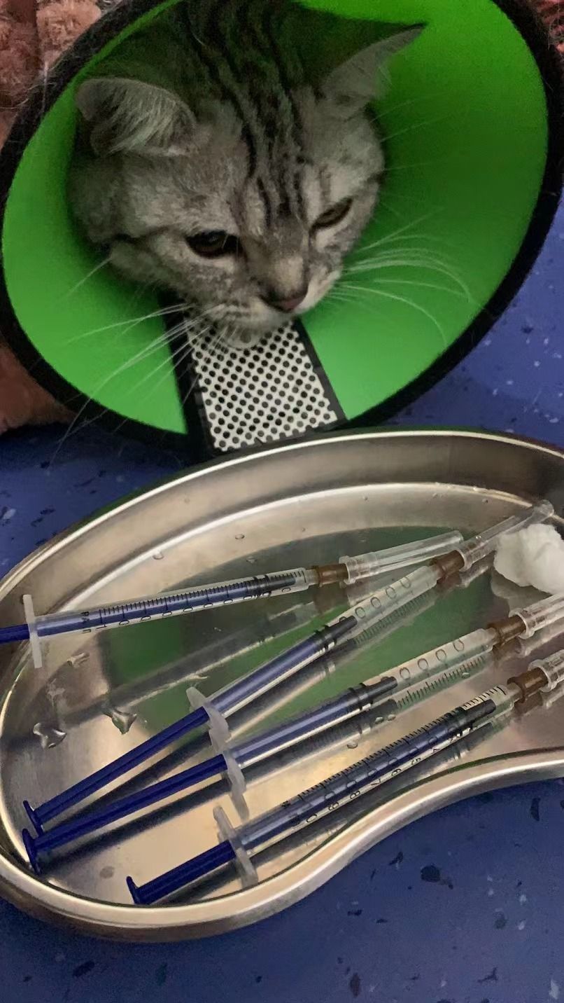 猫图片|宠物猫|猫咪|