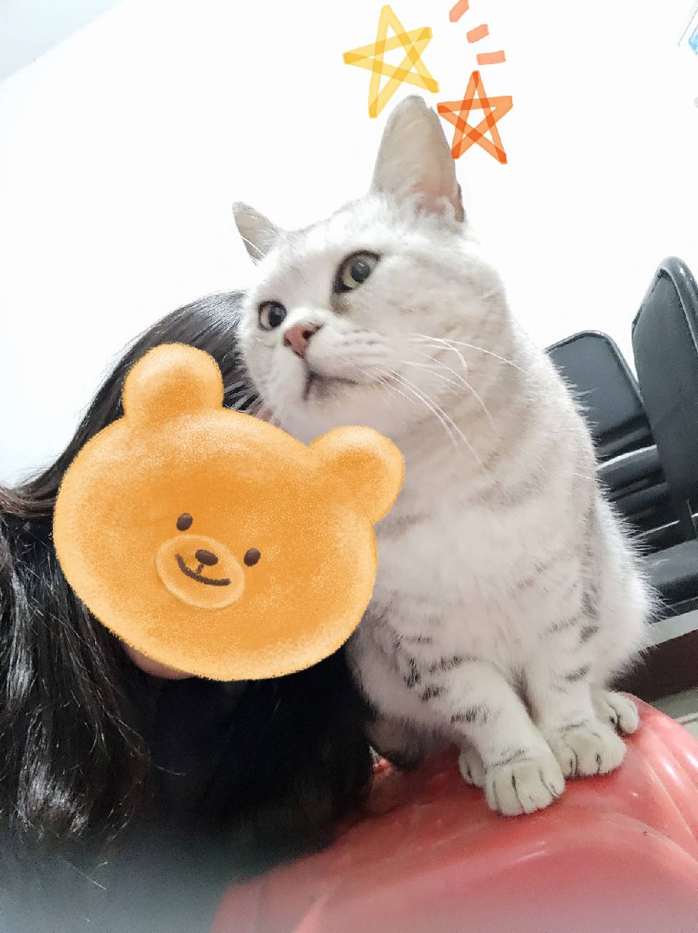 猫图片|宠物猫|猫咪|