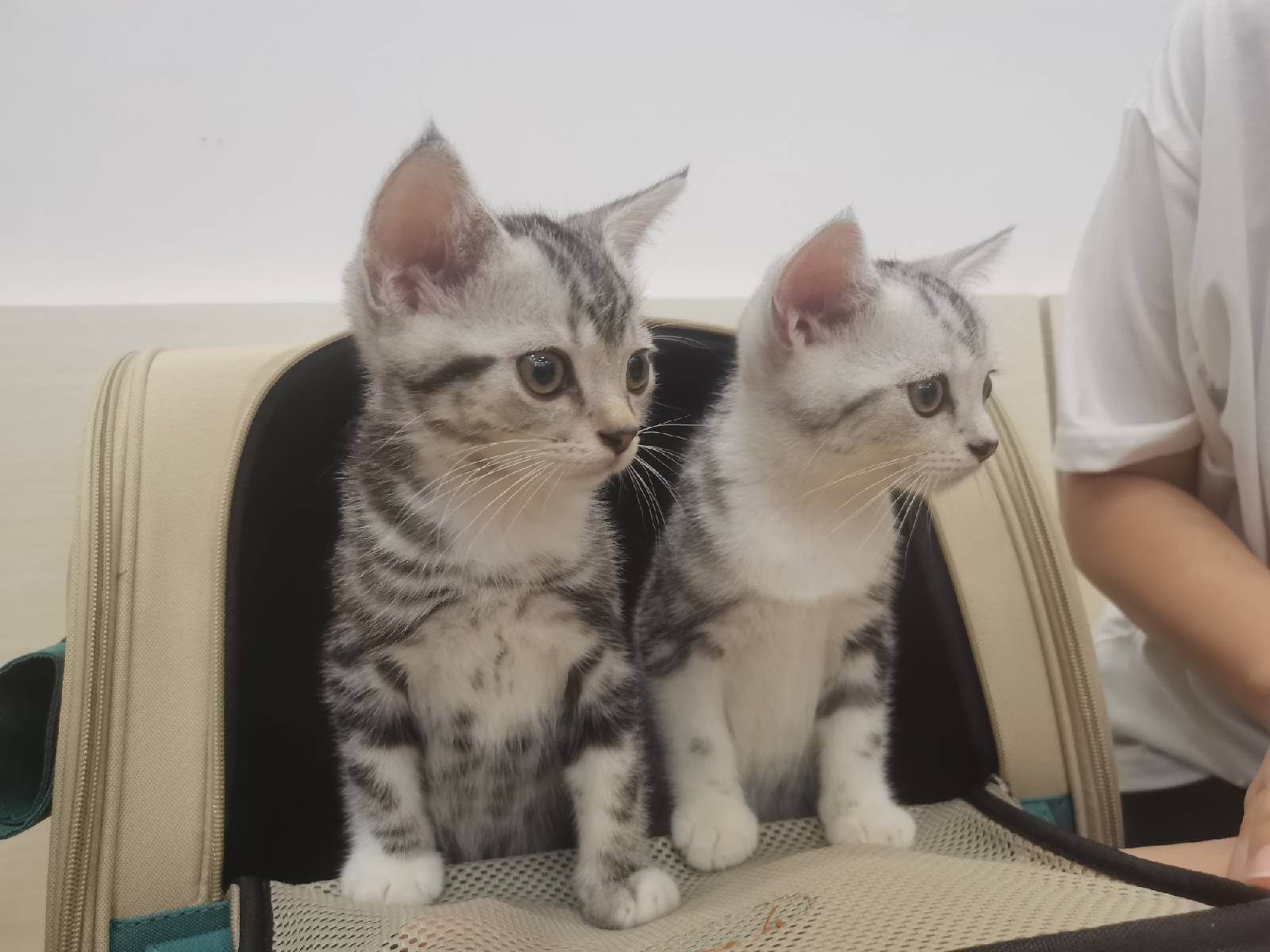 猫图片|宠物猫|猫咪|