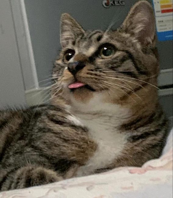 猫图片|宠物猫|猫咪|