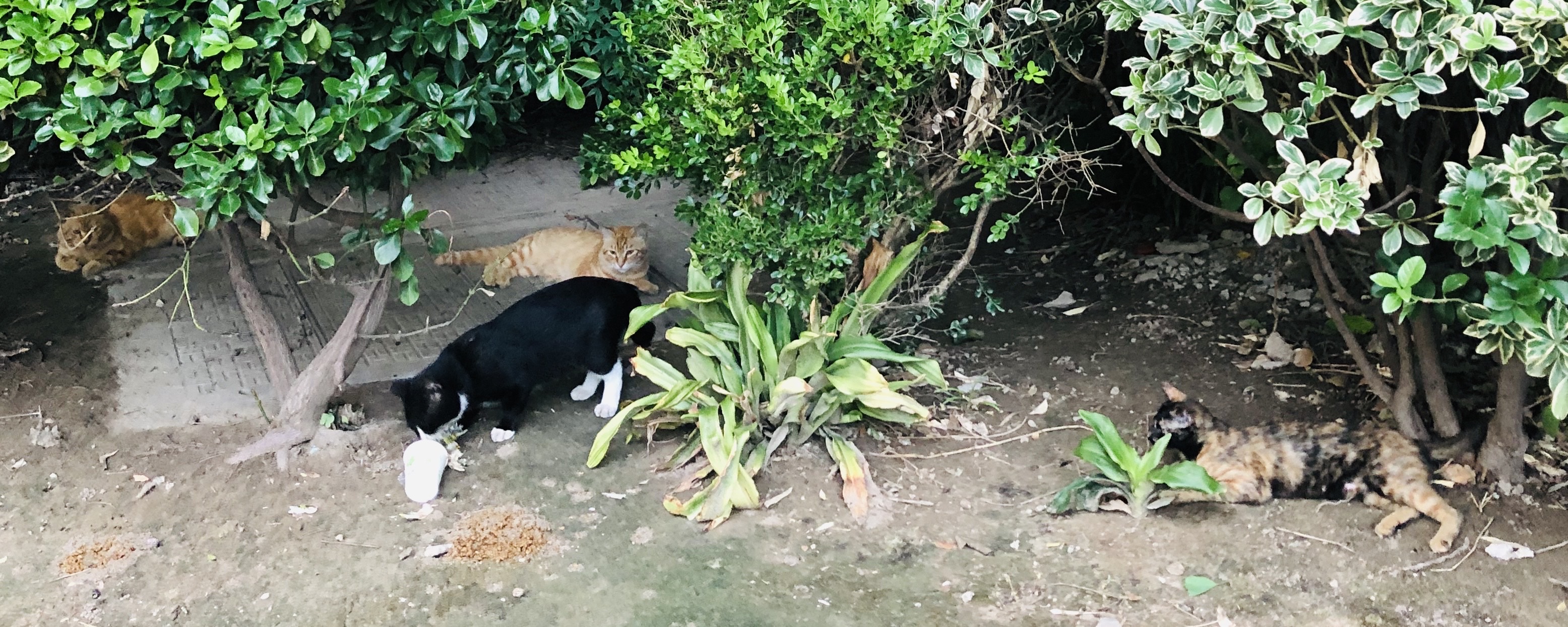 猫图片|宠物猫|猫咪|