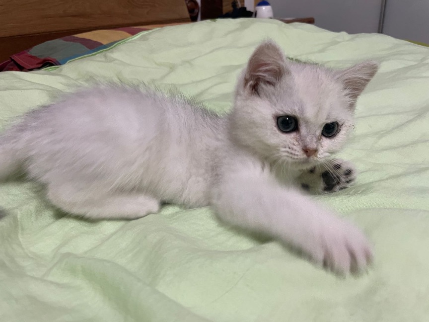 猫图片|宠物猫|猫咪|