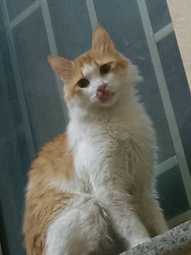 猫图片|宠物猫|猫咪|