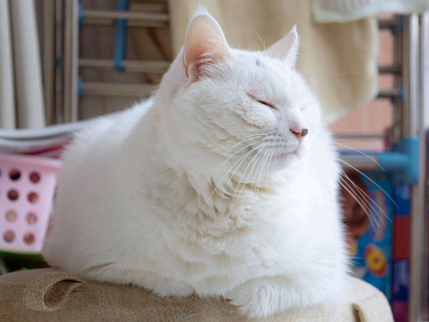 猫图片|宠物猫|猫咪|