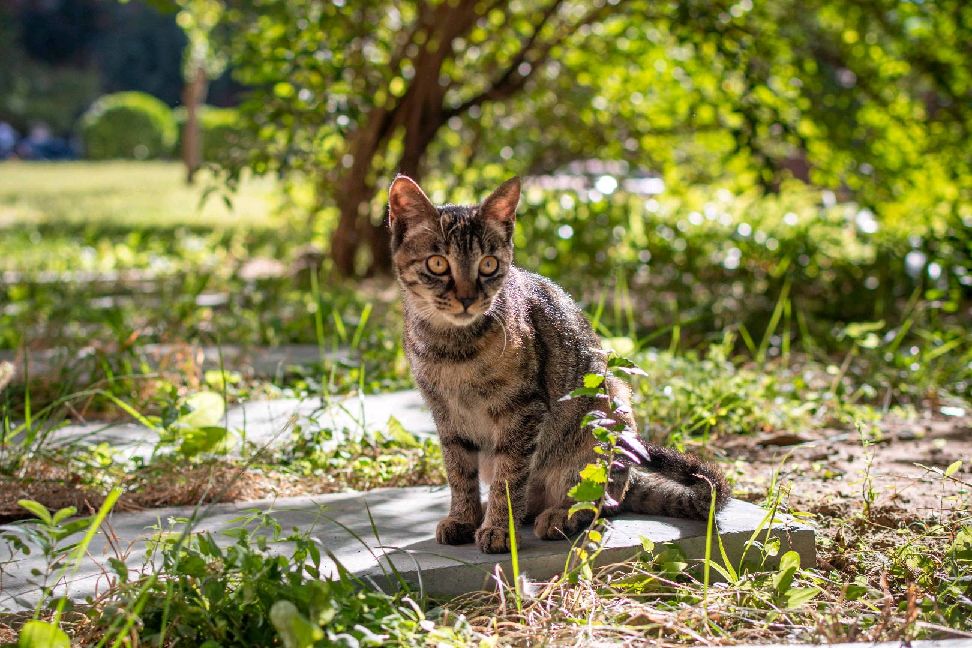 猫图片|宠物猫|猫咪|