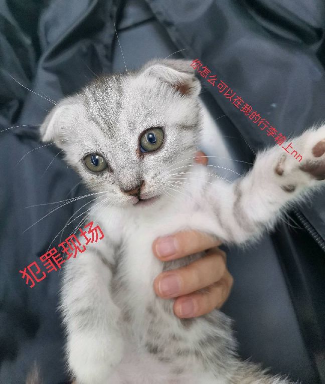 猫图片|宠物猫|猫咪|