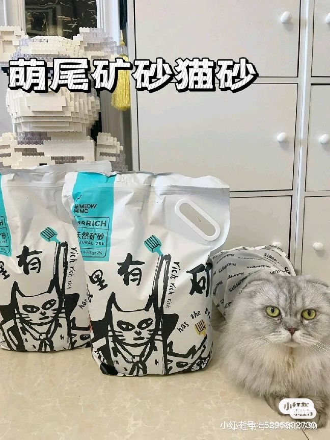 猫图片|宠物猫|猫咪|