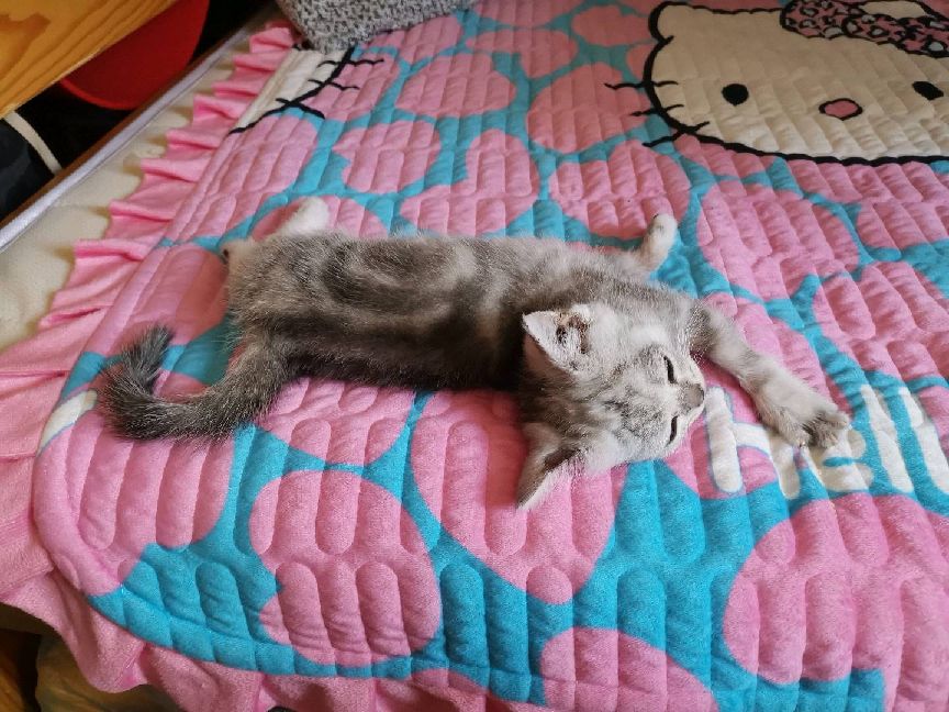 猫图片|宠物猫|猫咪|