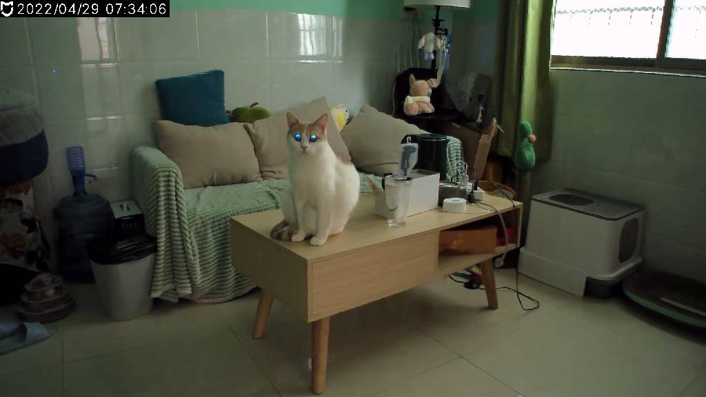 猫图片|宠物猫|猫咪|