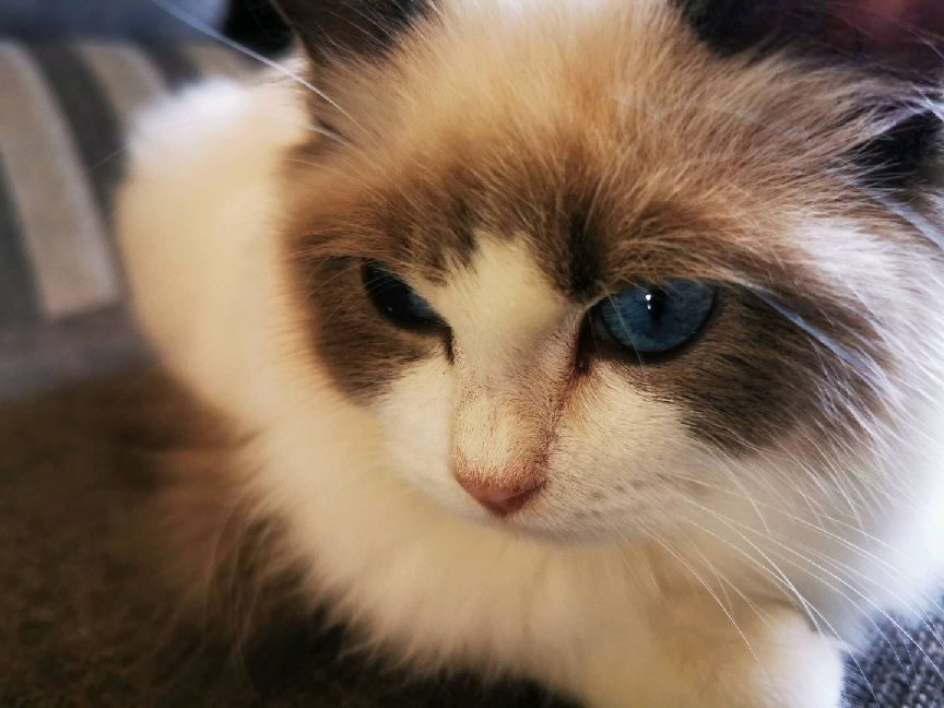 猫图片|宠物猫|猫咪|