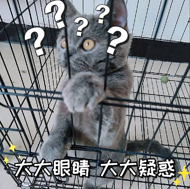 猫图片|宠物猫|猫咪|