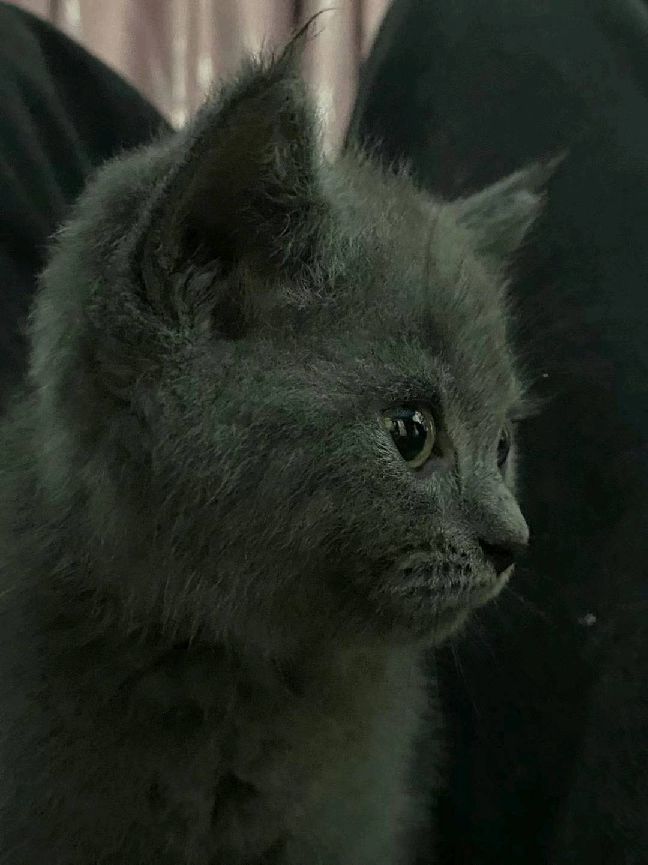 猫图片|宠物猫|猫咪|