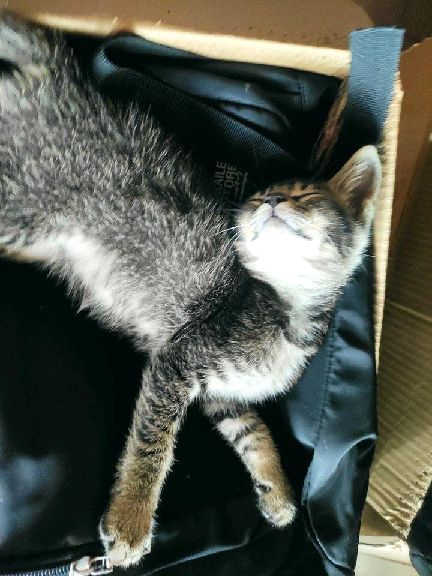 猫图片|宠物猫|猫咪|