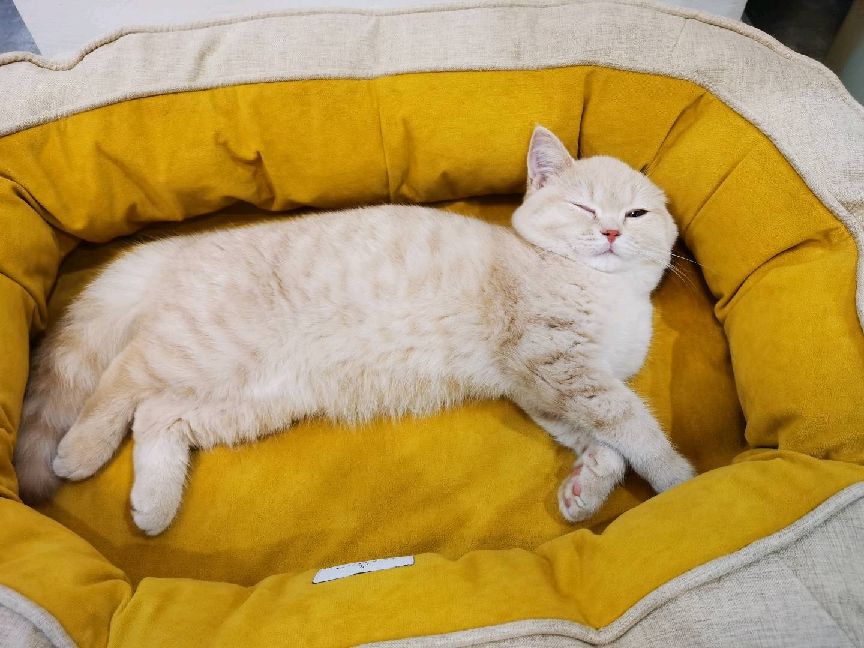 猫图片|宠物猫|猫咪|