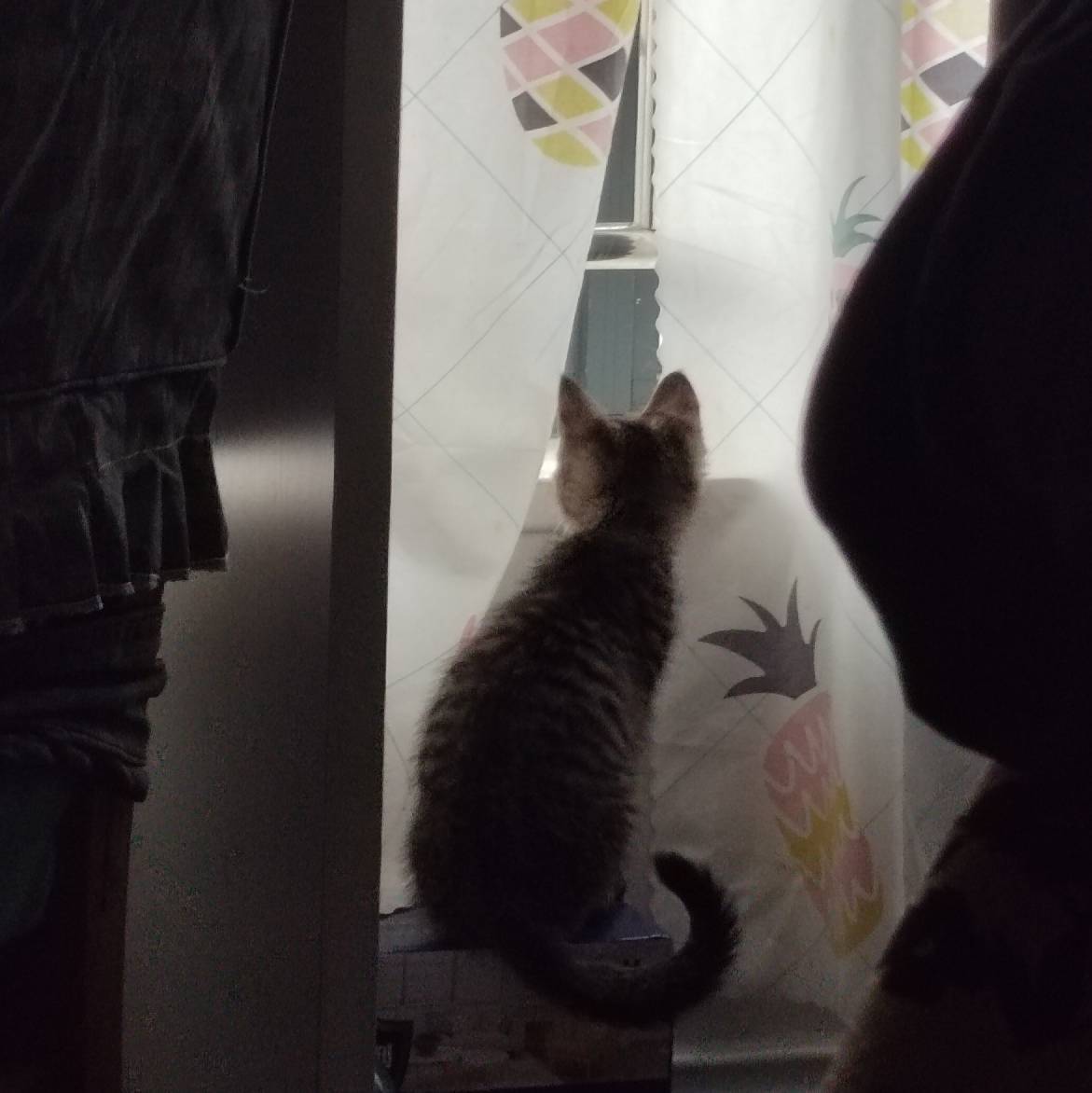 猫图片|宠物猫|猫咪|