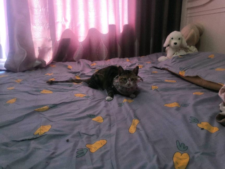 猫图片|宠物猫|猫咪|