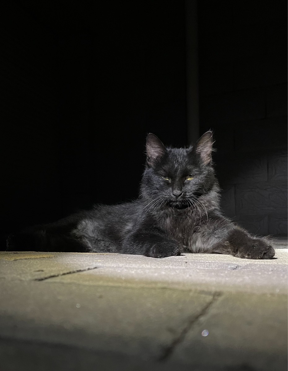 猫图片|宠物猫|猫咪|