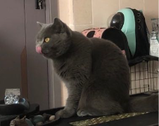 猫图片|宠物猫|猫咪|