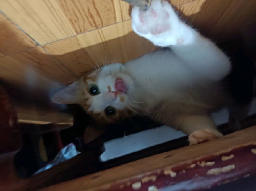 猫图片|宠物猫|猫咪|