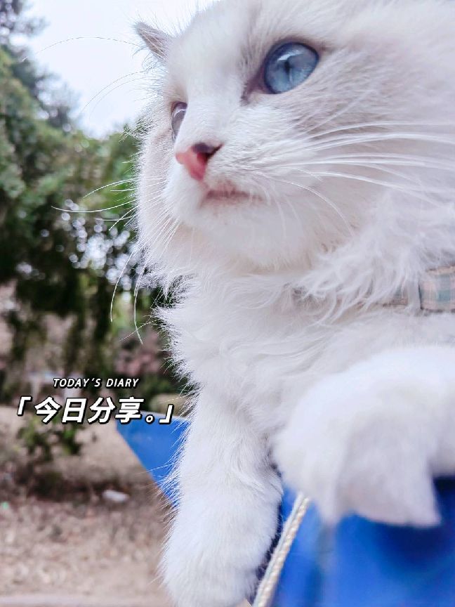 猫图片|宠物猫|猫咪|